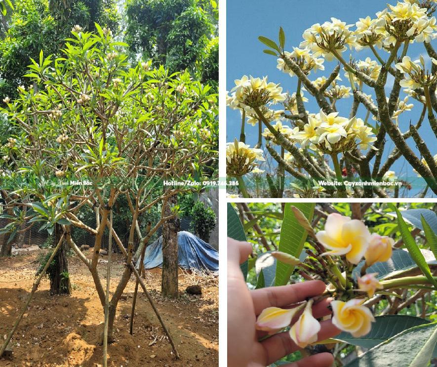 cây đại hoa trắng cây đại hoa trắng