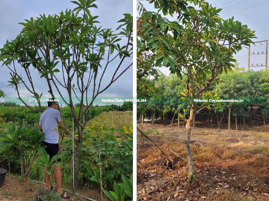 cây hoa đại cỡ nhỏ cây hoa đại cỡ nhỏ