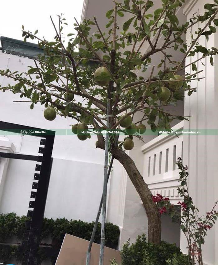 cây đào tiên dáng nghiêng cây đào tiên dáng nghiêng