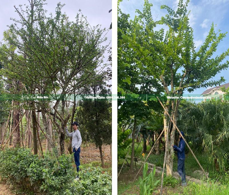 cây đào tiên giá tốt cây đào tiên giá tốt