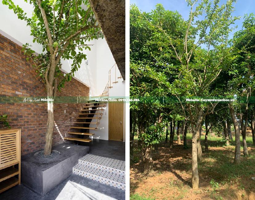 cây đào tiên cây đào tiên