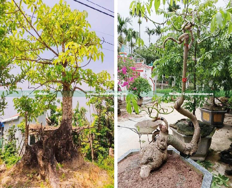 cây gạo bonsai