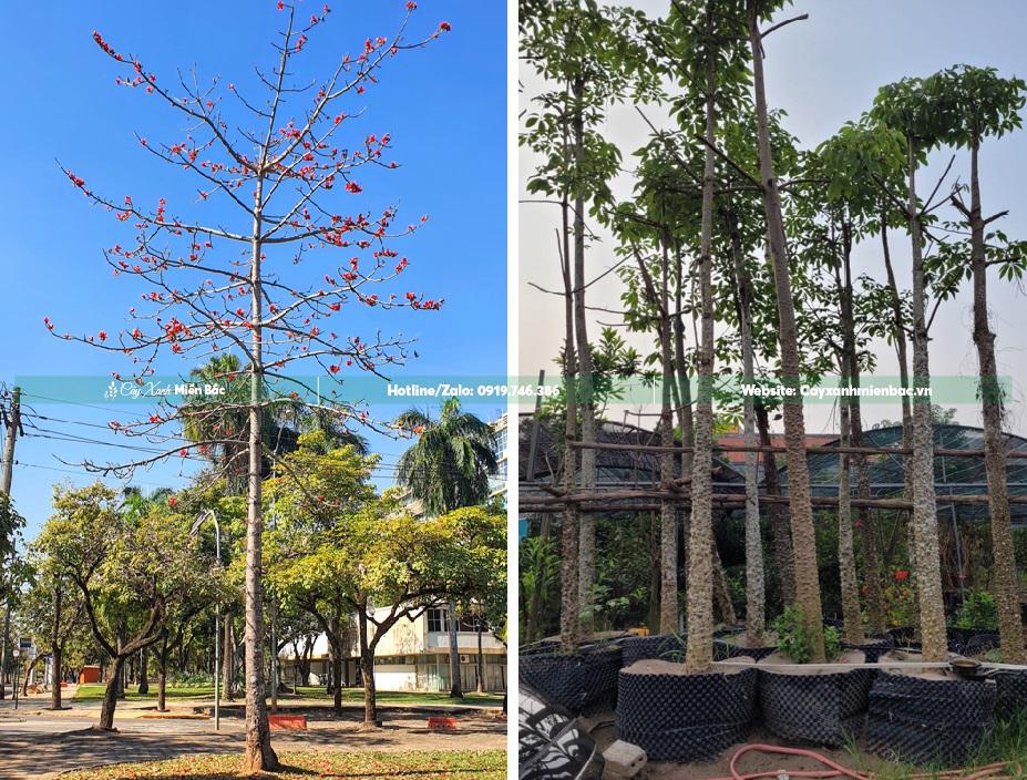 cây gạo trồng cơ quan cây gạo trồng cơ quan