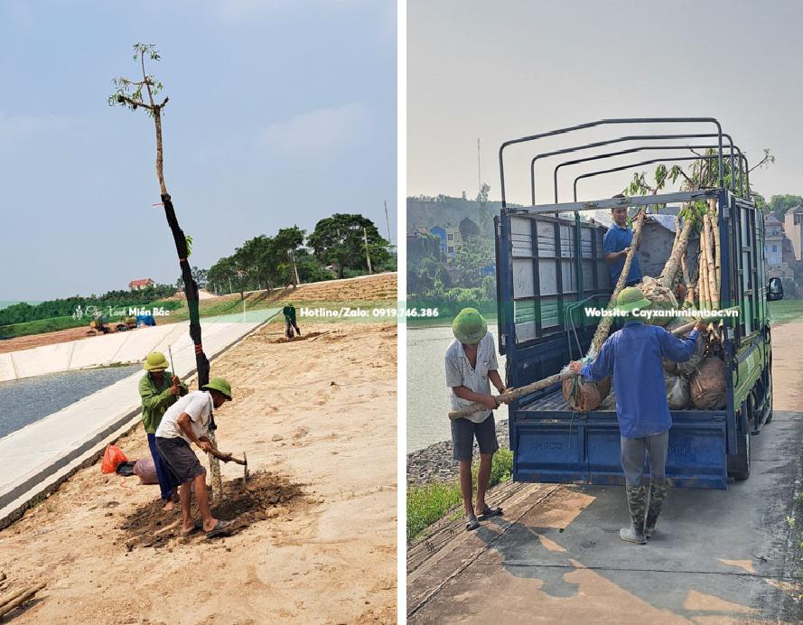 cây gạo trồng công trình giá tốt