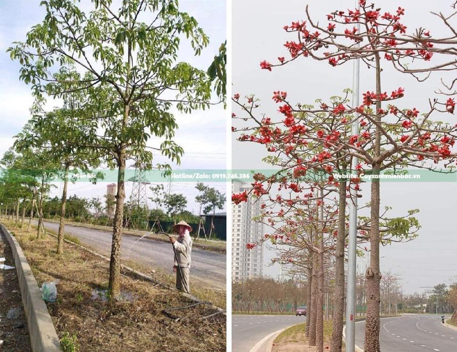 cây gạo trồng công trình cây gạo trồng công trình