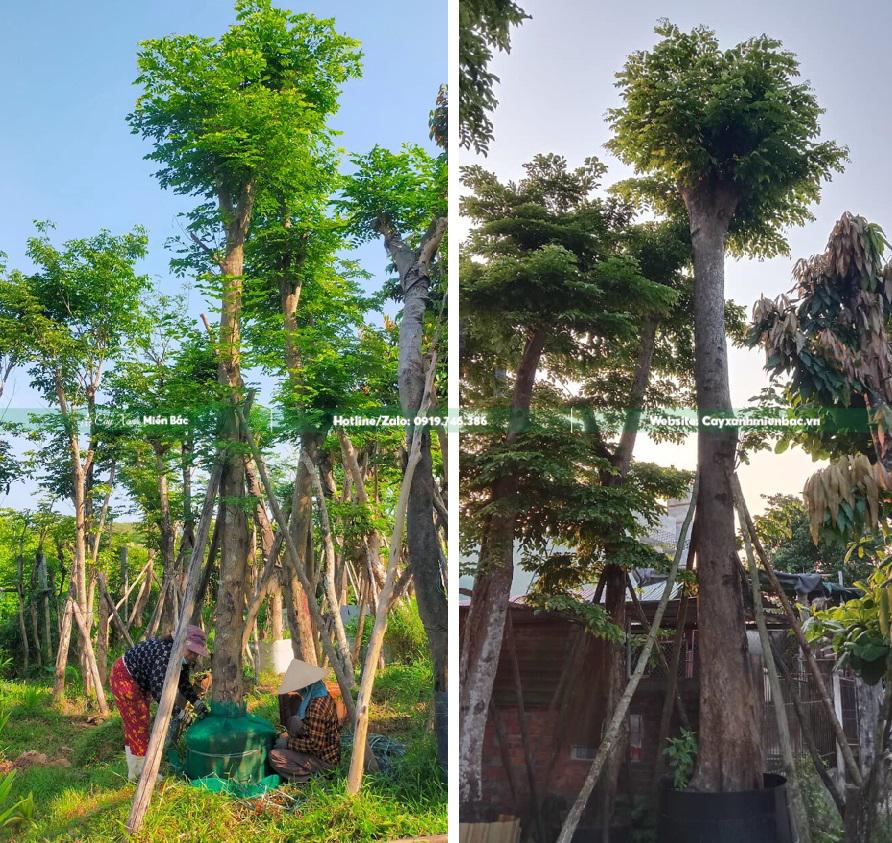 cây giáng hương cỡ to cây giáng hương cỡ to