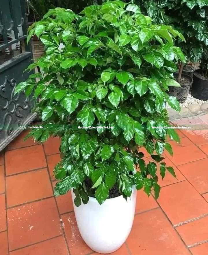 cây hạnh phúc nội thất cây hạnh phúc nội thất