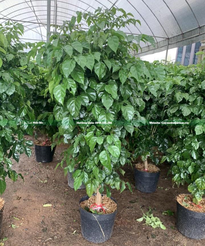 cây hạnh phúc tại vườn cây hạnh phúc tại vườn