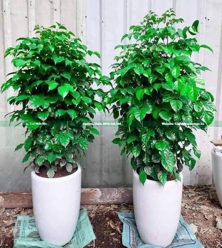 cây hạnh phúc văn phòng cây hạnh phúc văn phòng