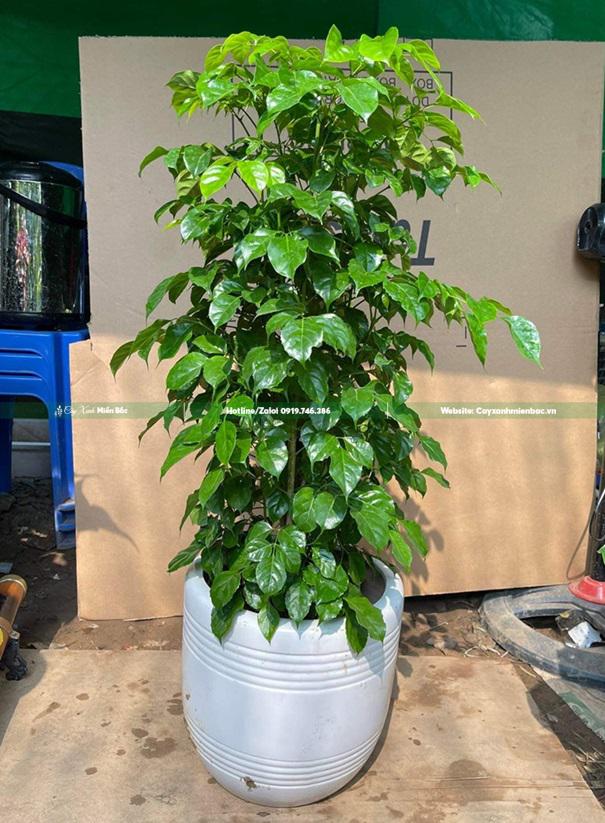 cây hạnh phúc cây hạnh phúc