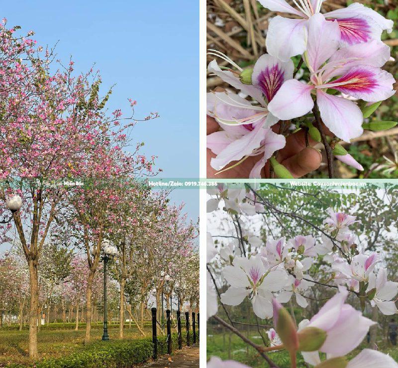 cây hoa ban tây bắc