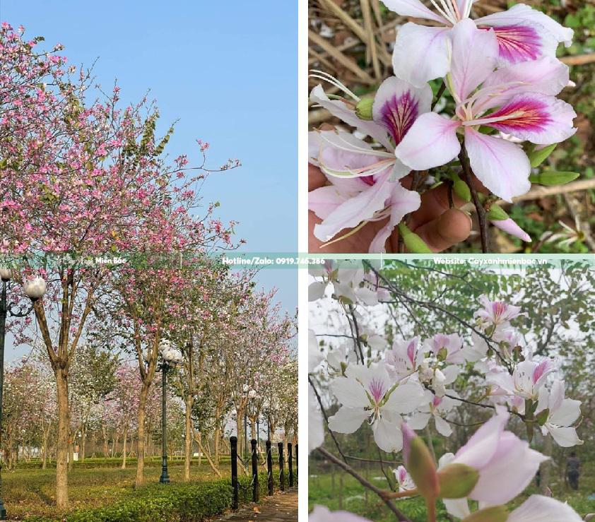 cây hoa ban tây bắc cây hoa ban tây bắc
