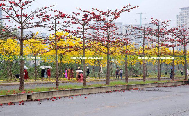 cây hoa gạo