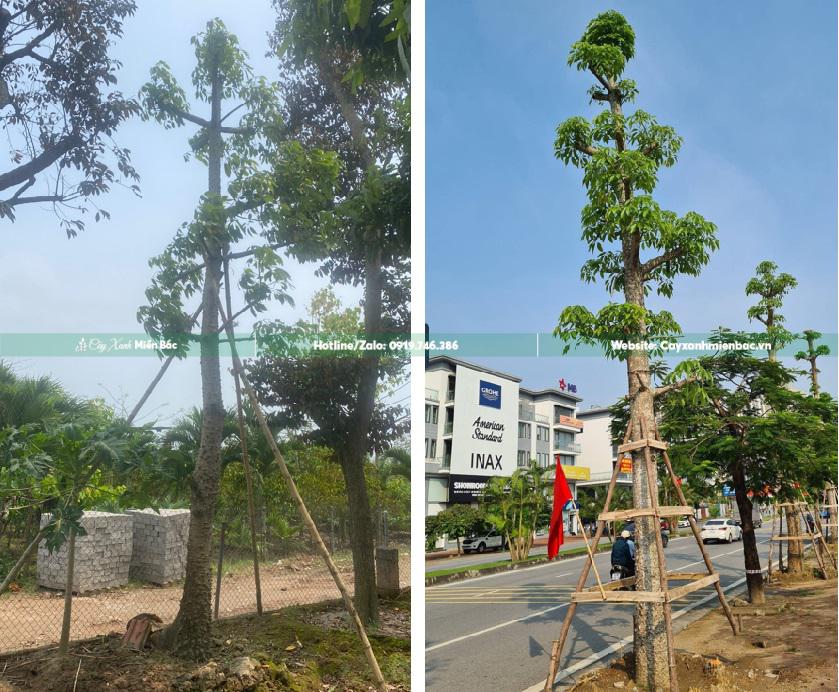 cây hoa gạo cỡ Trung Bình cây hoa gạo cỡ Trung Bình