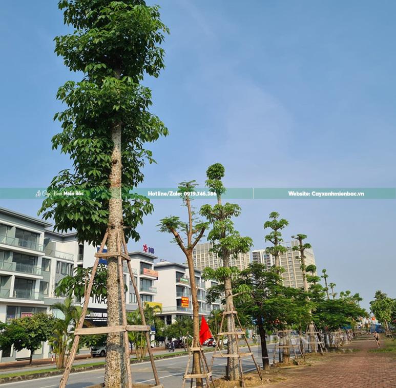 cây hoa gạo trồng đường phố đô thị cây hoa gạo trồng đường phố đô thị