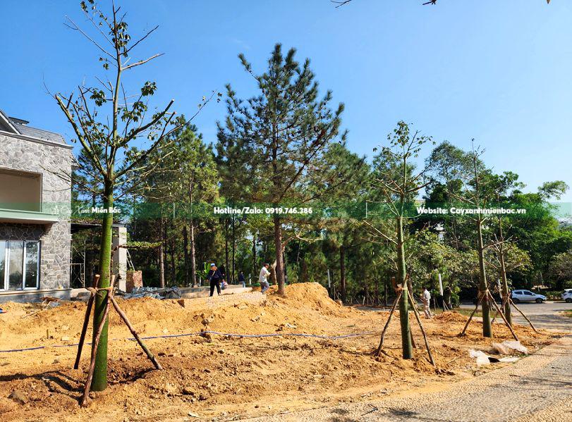 cây hồng mỹ nhân giá tốt