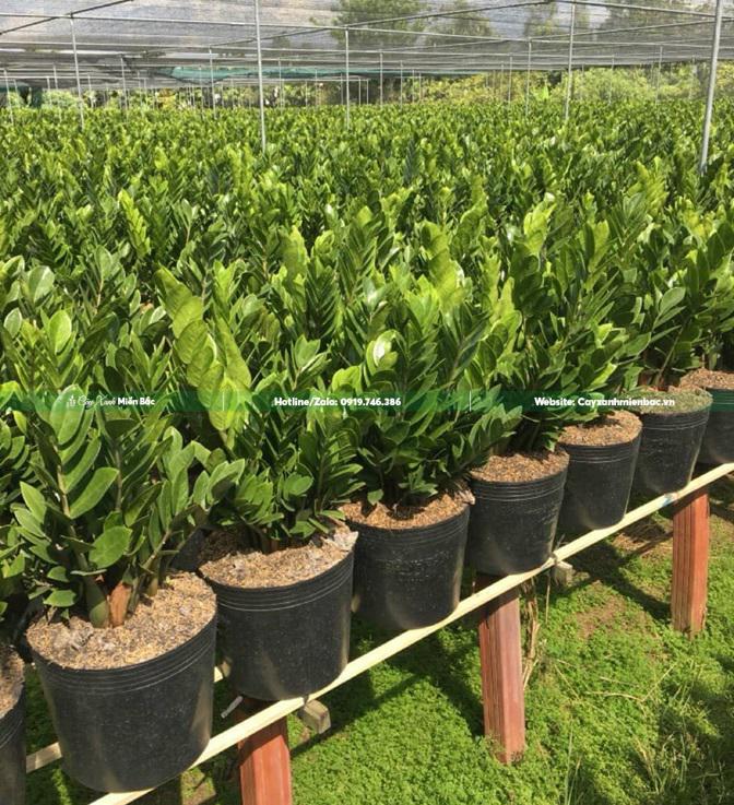 cây kim tiền giá gốc cây kim tiền giá gốc