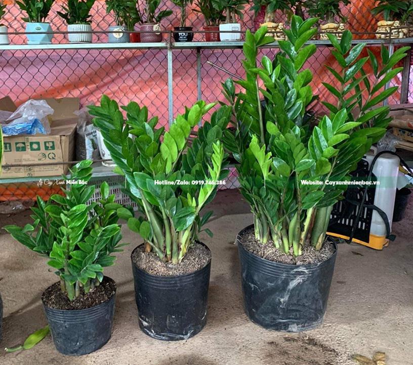 cây kim tiền giá tốt cây kim tiền giá tốt