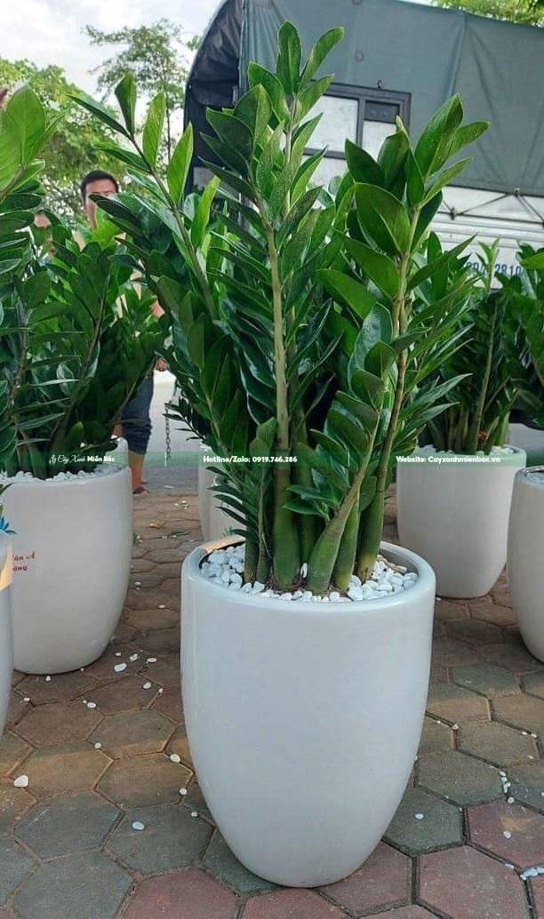 cây kim tiền lên chậu tròn cây kim tiền lên chậu tròn