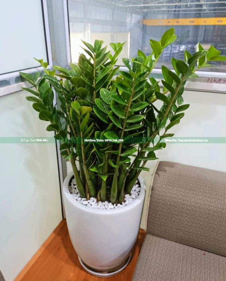 cây kim tiền văn phòng cây kim tiền văn phòng