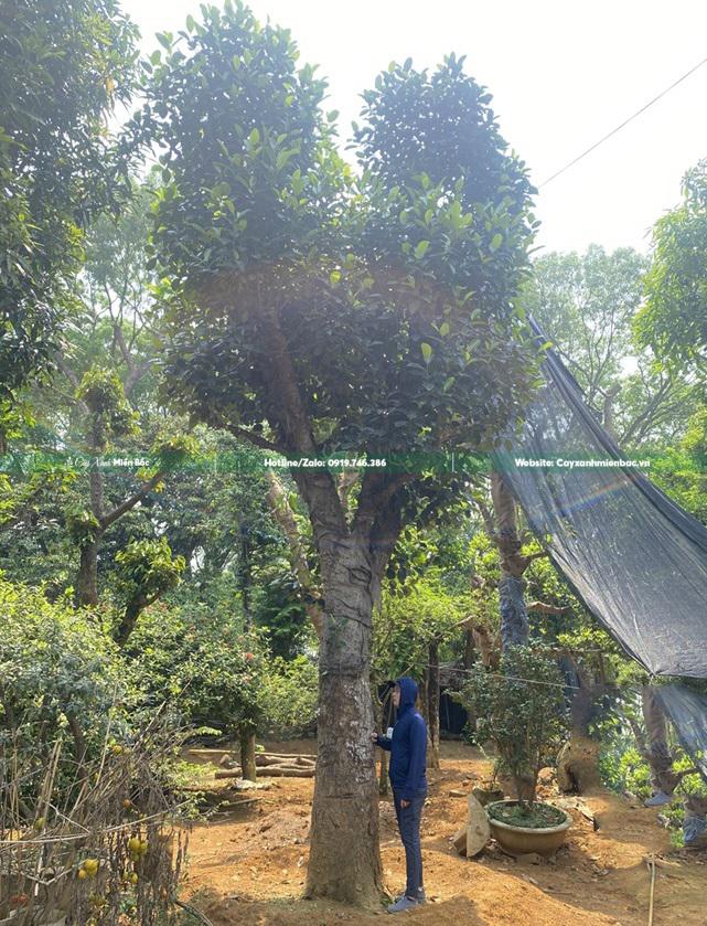 cây mít cỡ lớn cây mít cỡ lớn