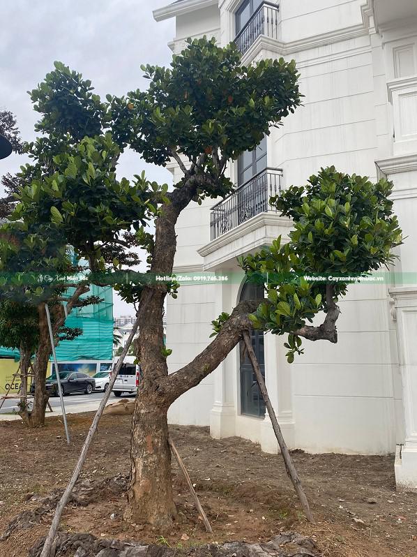 cây mít trồng sân vườn cây mít trồng sân vườn