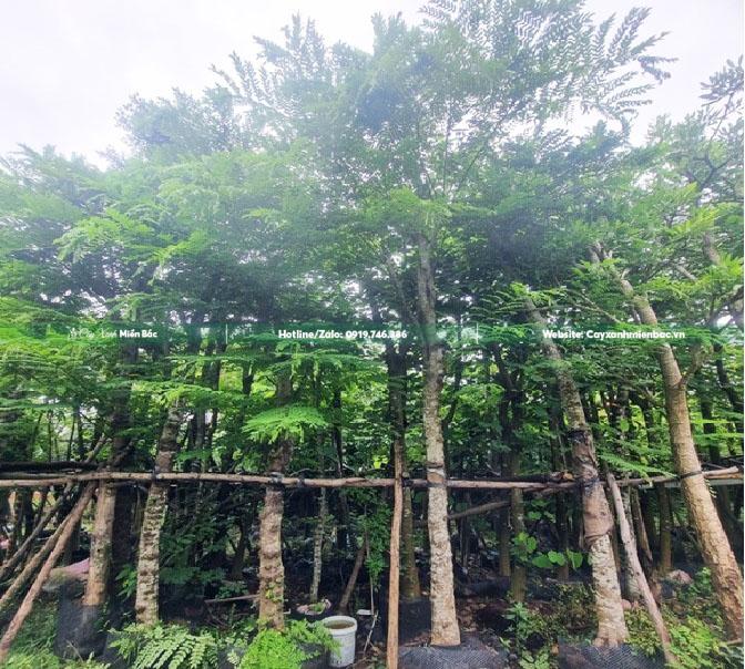 cây muồng hoa đào giá rẻ cây muồng hoa đào giá rẻ