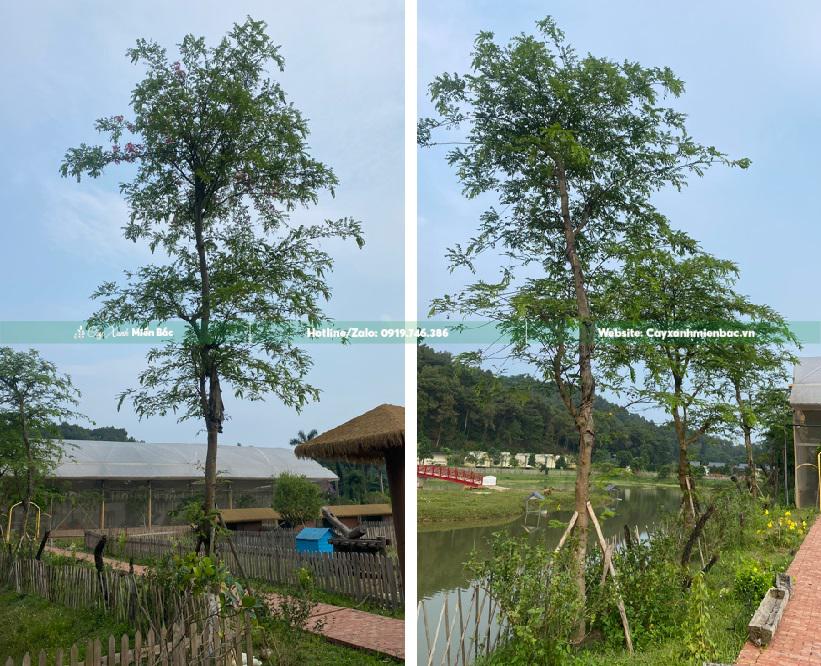 cây muồng hoa đào trồng Resort cây muồng hoa đào trồng Resort