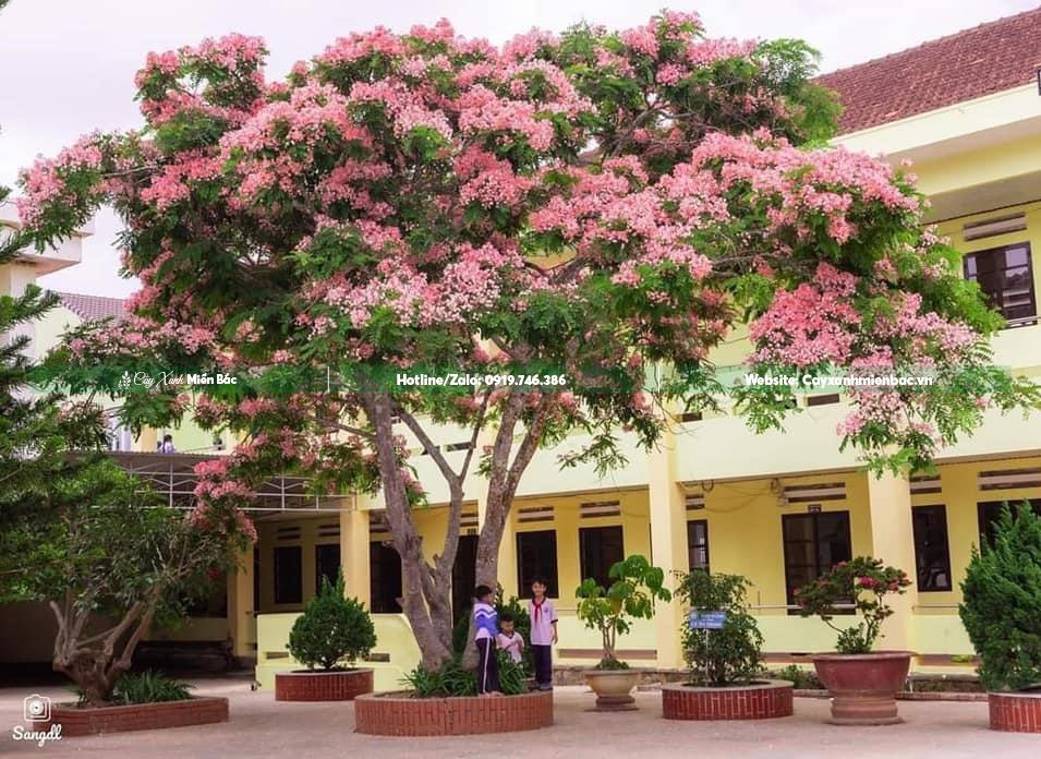 cây muồng hoa đào trồng trường học cây muồng hoa đào trồng trường học