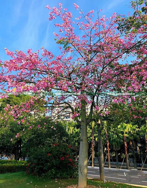 cây mỹ nhân hồng cây mỹ nhân hồng