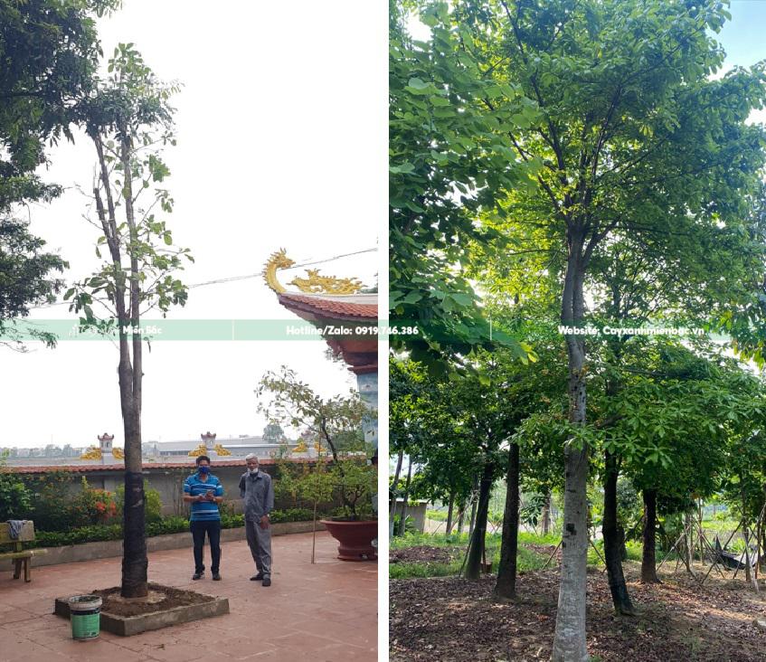 cây ngọc kì lân trồng tại chùa cây ngọc kì lân trồng tại chùa