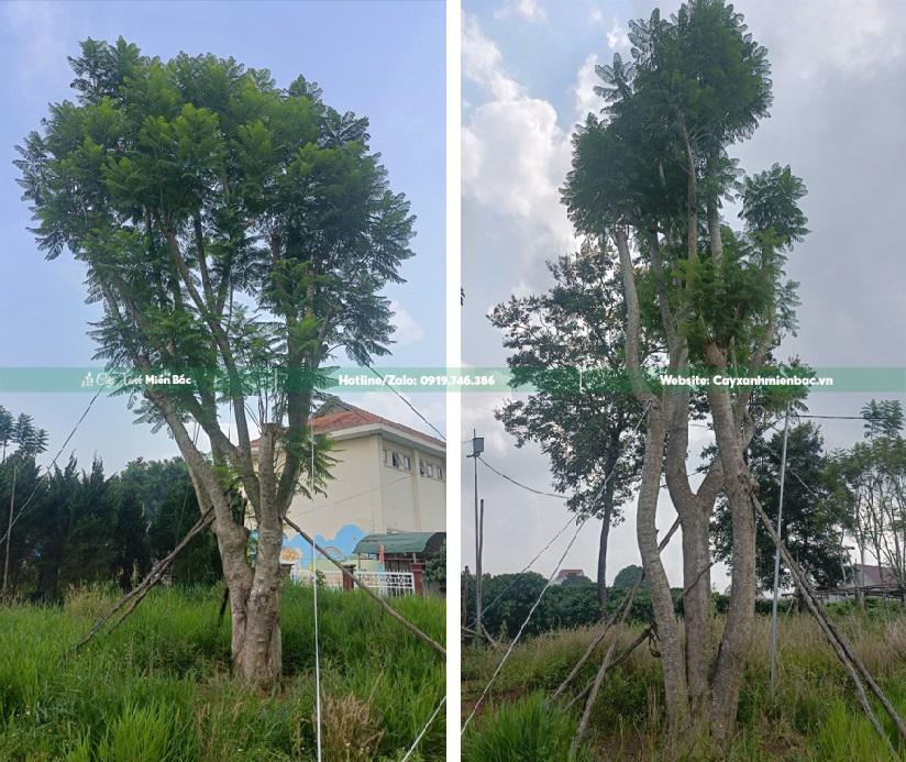 cây phượng tím cổ thụ cây phượng tím cổ thụ