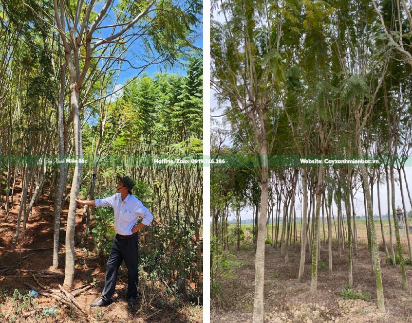 cây phượng tím cỡ to cây phượng tím cỡ to