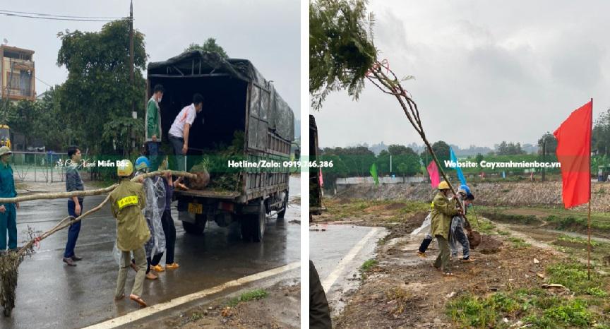 cây phượng tím giao công trình