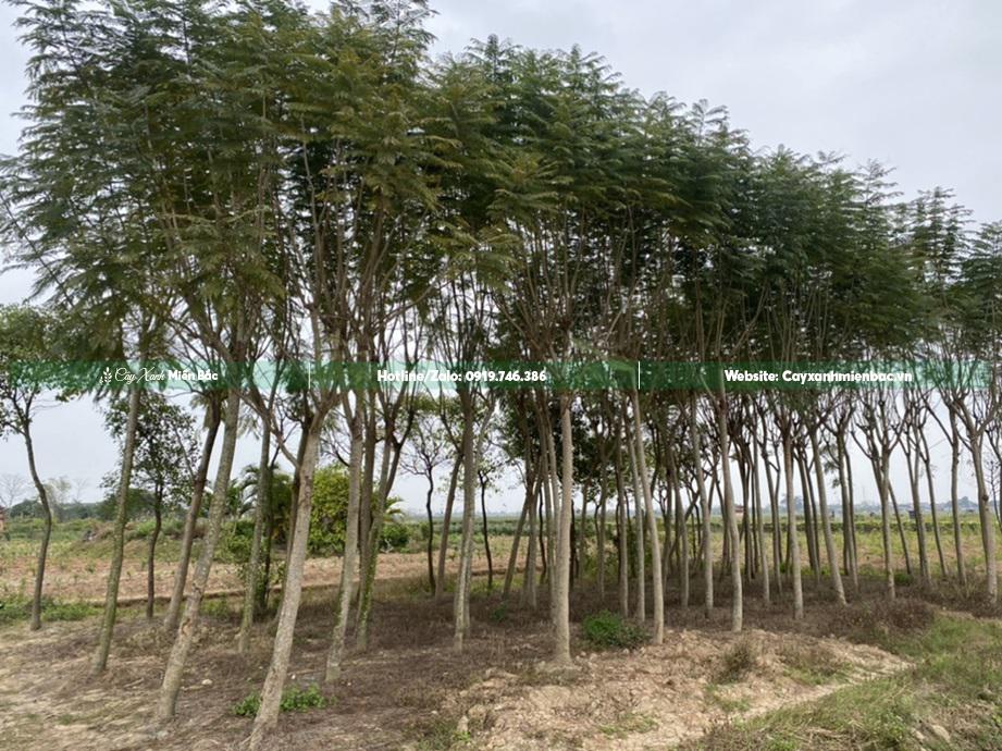 cây phượng tím tại vườn cây phượng tím tại vườn