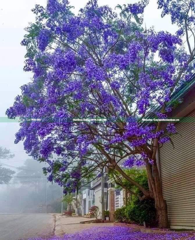 cây phượng tím trồng đường phố cây phượng tím trồng đường phố