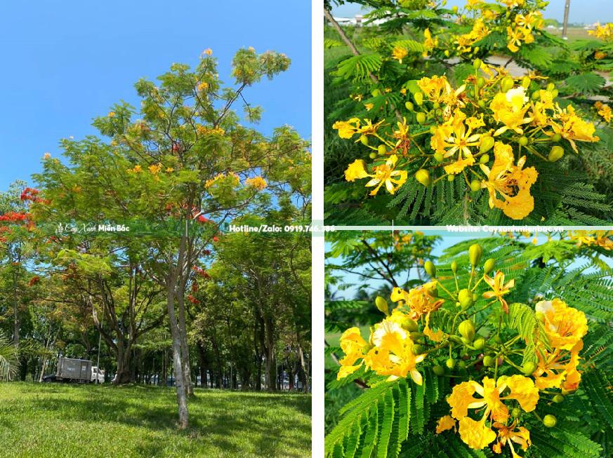 cây phượng vàng công trình cây phượng vàng công trình