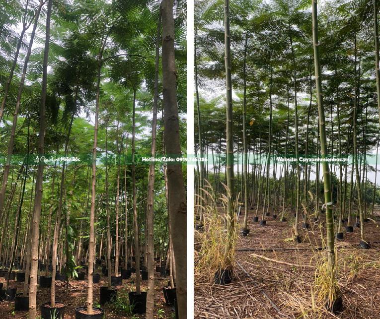 cây phượng vàng giá gốc cây phượng vàng giá gốc