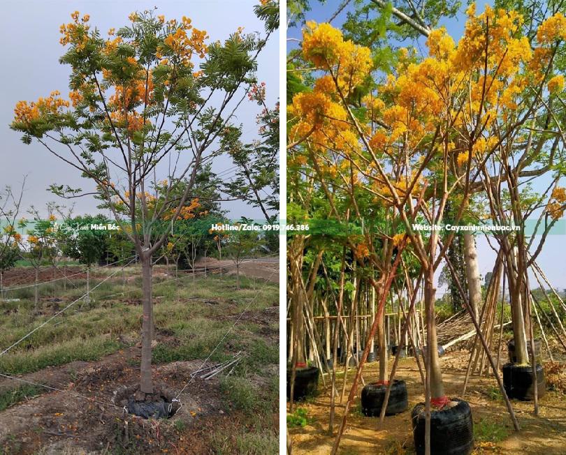 cây phượng vàng hoa đẹp cây phượng vàng hoa đẹp