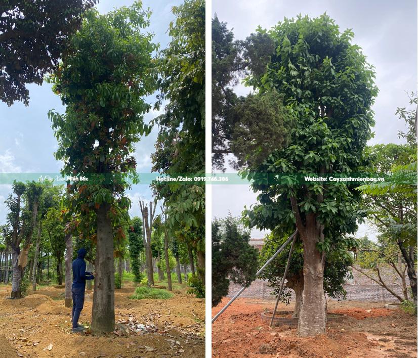 cây sala cỡ siêu lớn cây sala cỡ siêu lớn