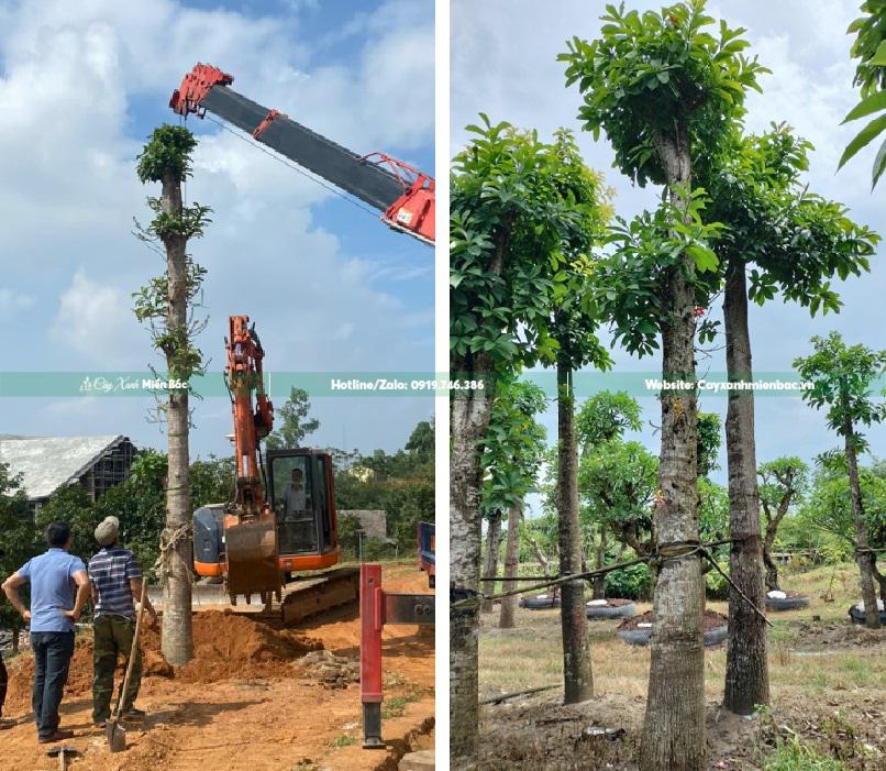 cây sala trồng tại chùa cây sala trồng tại chùa