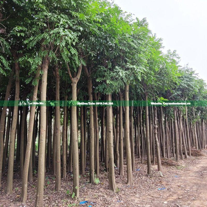 cây sấu cỡ Trung