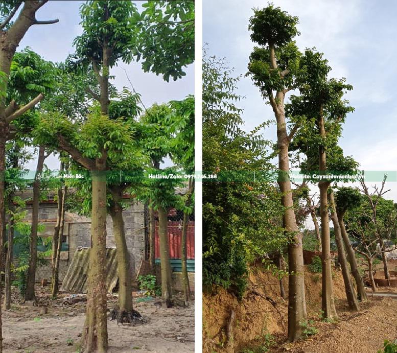 cay sau dâm ủ tại vườn cay sau dâm ủ tại vườn