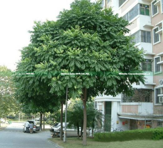 cây sấu trồng cảnh quan cây sấu trồng cảnh quan