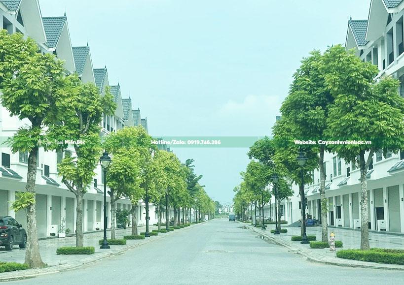 cây sấu trồng công trình cây sấu trồng công trình