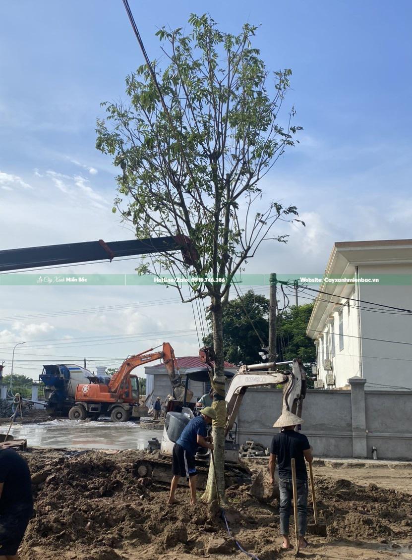 cây sấu trồng gia đình cây sấu trồng gia đình