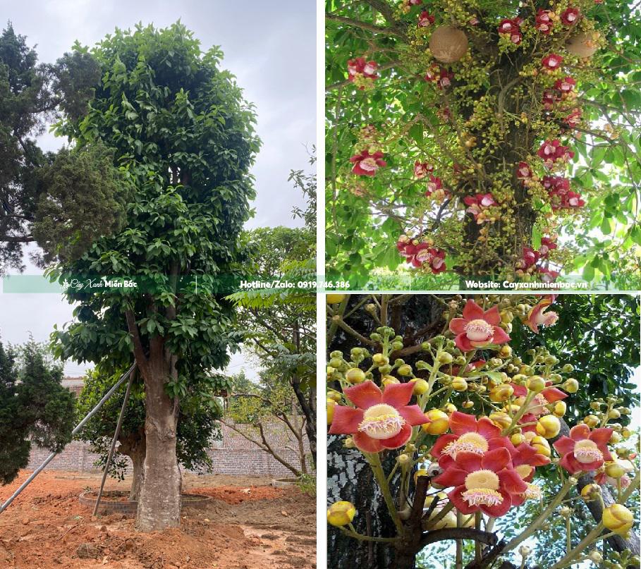 cây tha la cây tha la