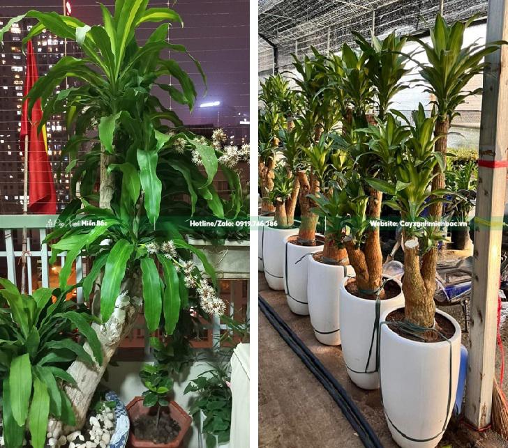 cây thiết mộc lan nở hoa cây thiết mộc lan nở hoa