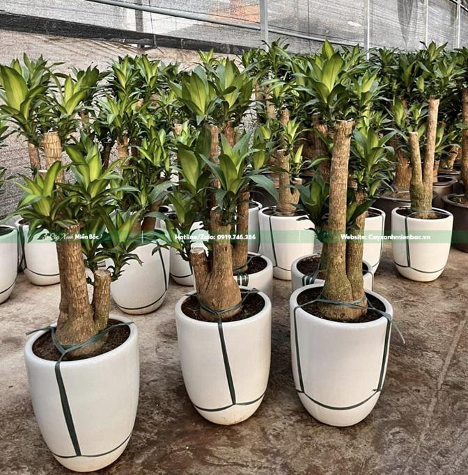 cây thiết mộc lan tại vườn cây thiết mộc lan tại vườn