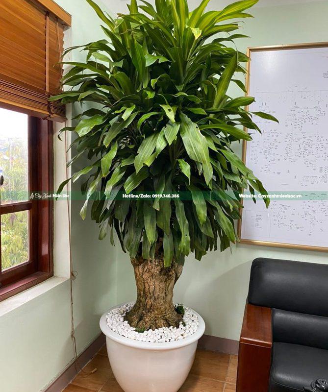 cây thiết mộc lan trồng văn phòng